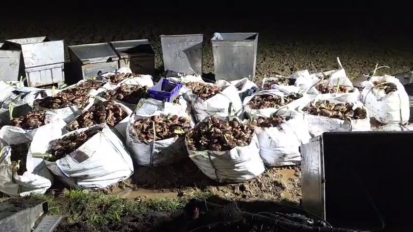 Metal bins and sandbags full of brown crabs sitting in a field at night 