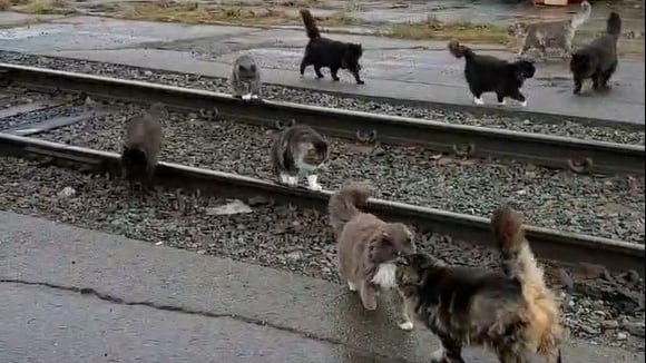 Several cats walk along train tracks