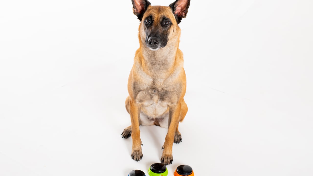 Fawkes the dog, sits with push buttons in front of them.