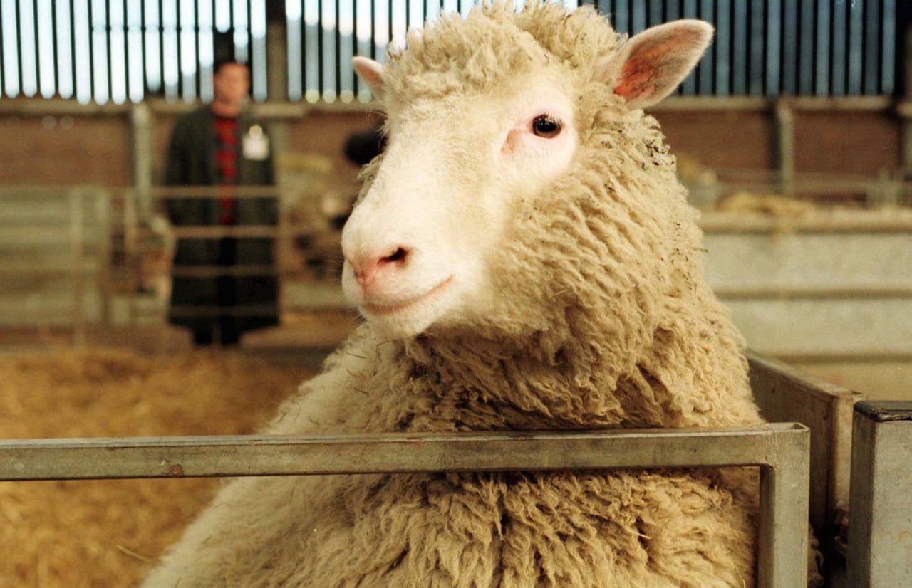 A sheep looks at the camera