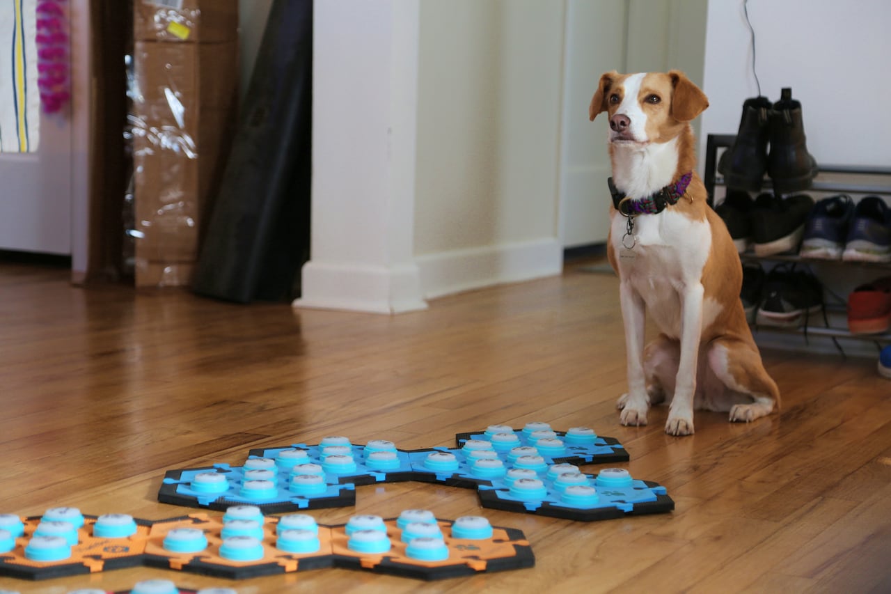 Parker, the dog, stands next to his push button system.